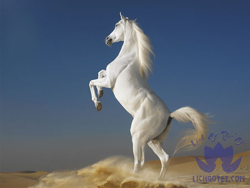 Ý nghĩa con ngựa trong phong thủy: Giải mã từng hình tượng!